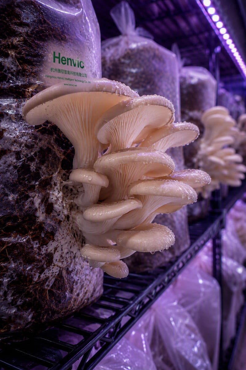 Mehrstufiges vertikales Kultursystem im Containerinneren