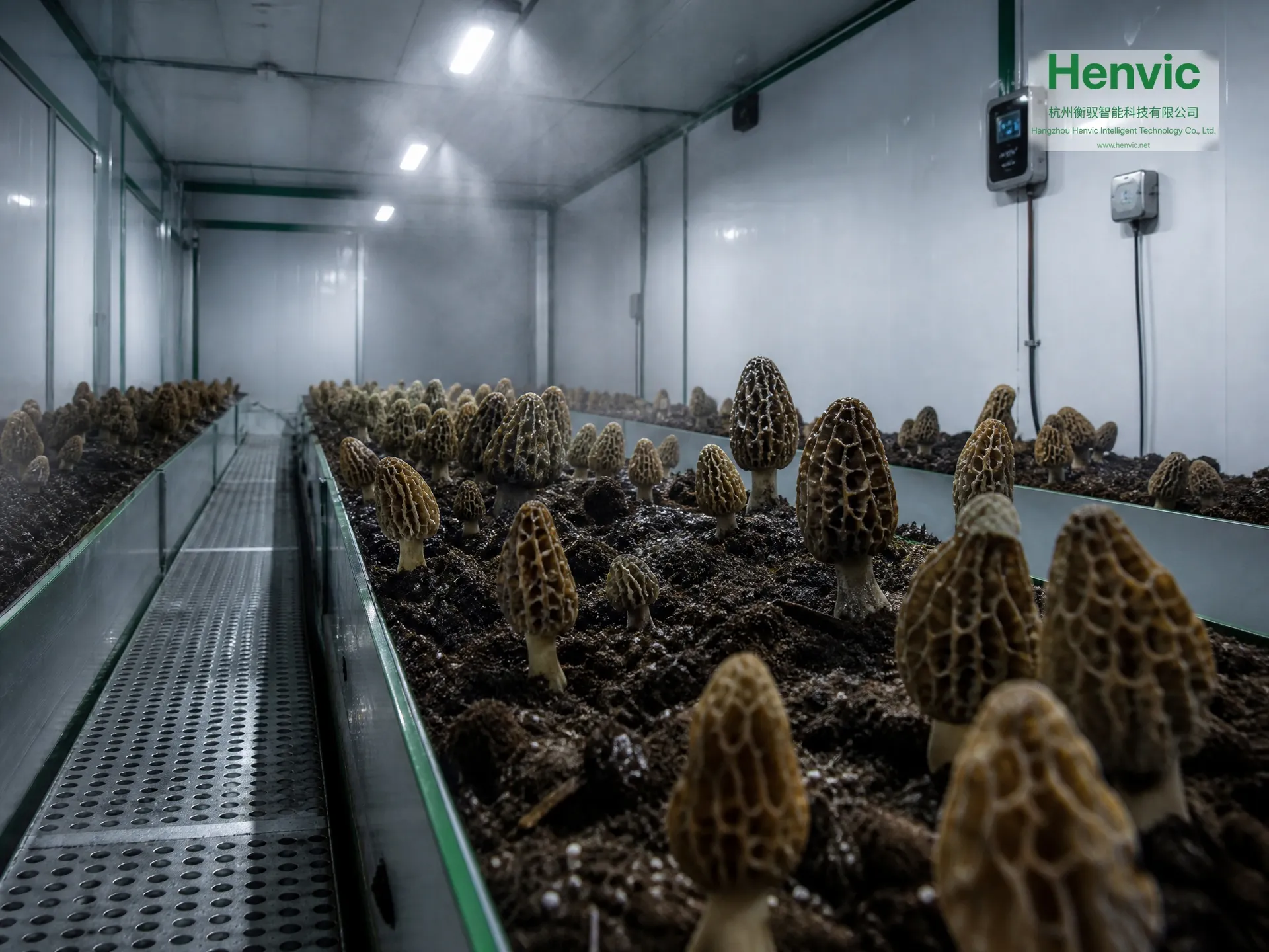 Henvic intelligente Morchel-Anzuchtkabine – Ansicht 3